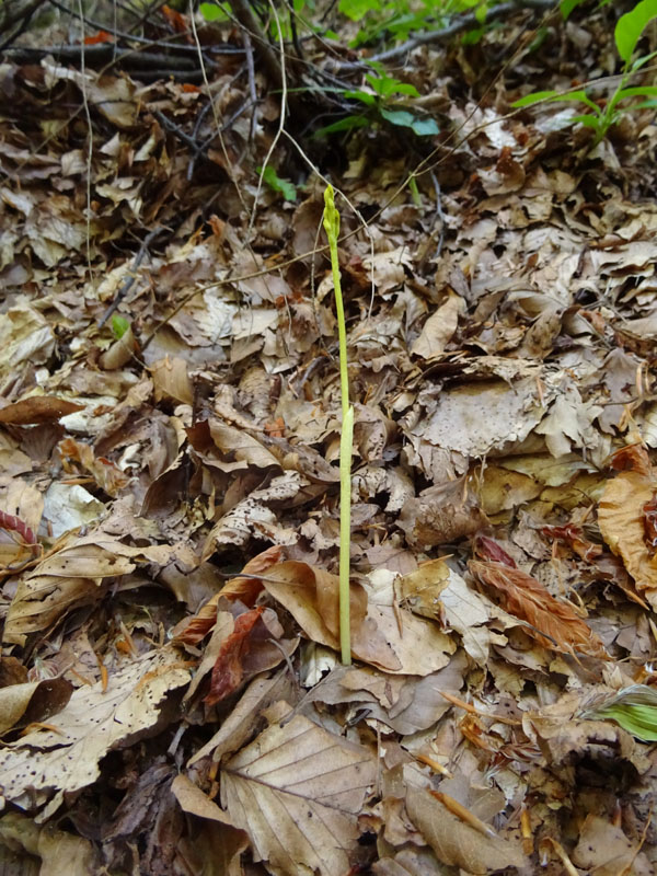 Corallorhiza trifida / Coralloriza